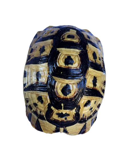 Carapace de tortue vide