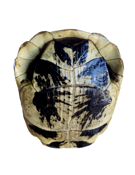 Coquille vide tortue