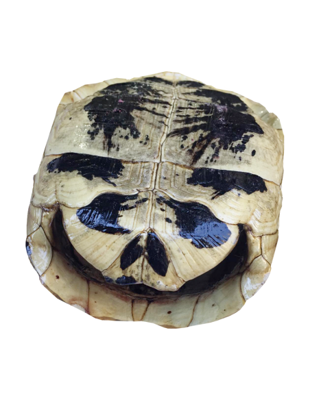 Carapace de tortue vide