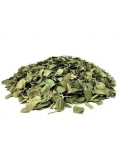  Feuilles de jujubier Sidr séchées