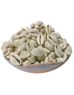 Coquillages Cauris entier El Wadaa El ouadaa 