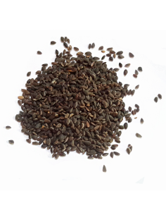 Graines de pin d'alep zgougou 