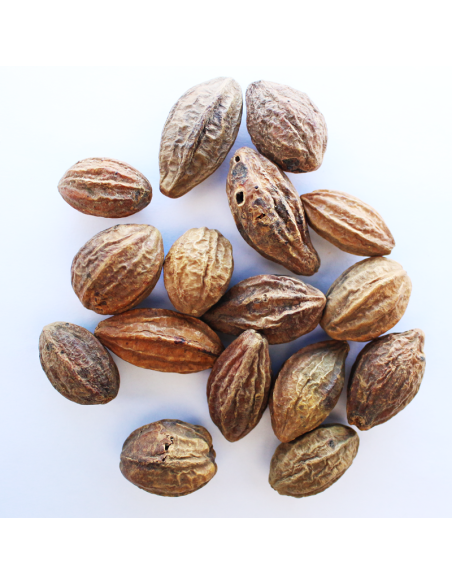 Terminalia Chebula 