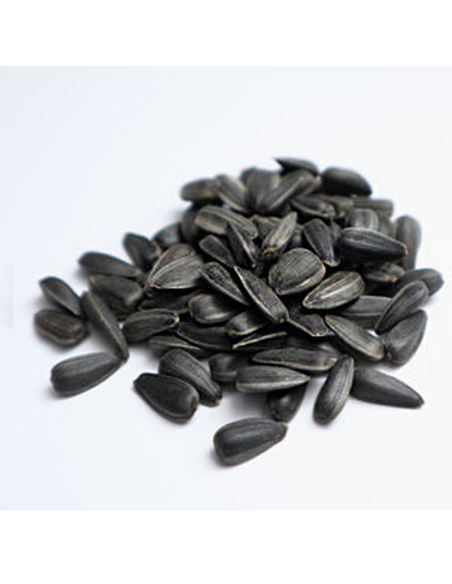 Graines de tournesol noires non torréfiées