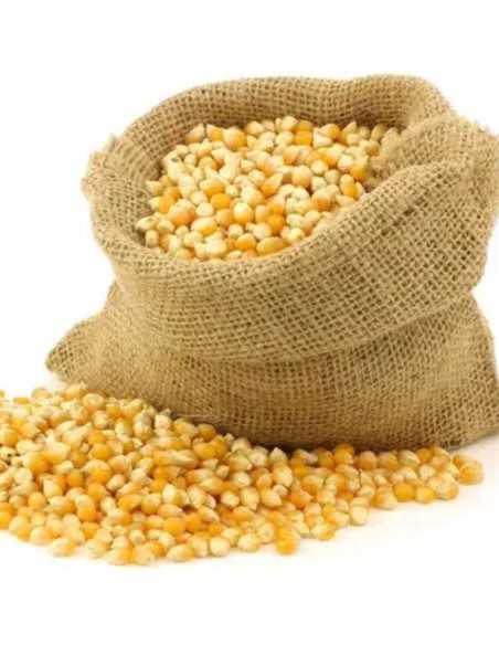 Mais en grain ( pop corn )
